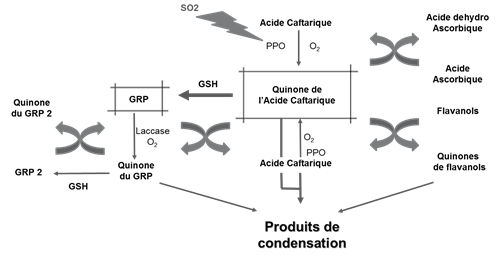 Figura 1: Mecanisme d'oxidació enzimàtica sobre mosts (Font: Rigaud et al, 1990)
