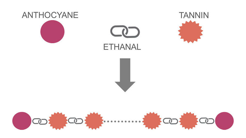 Figura 2: Principi de polimerització de Taní-Antocià amb el pont etilat. (Font: Vivelys)