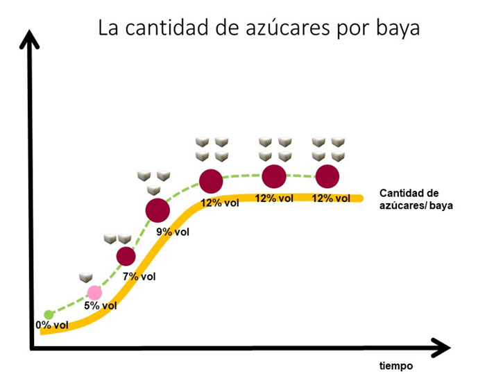 Quantitat de sucres en mg/baia