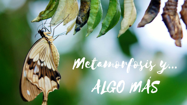 METAMORFOSI I… ALGUNA COSA MÉS