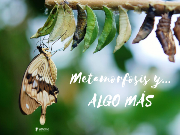 METAMORFOSI I… ALGUNA COSA MÉS